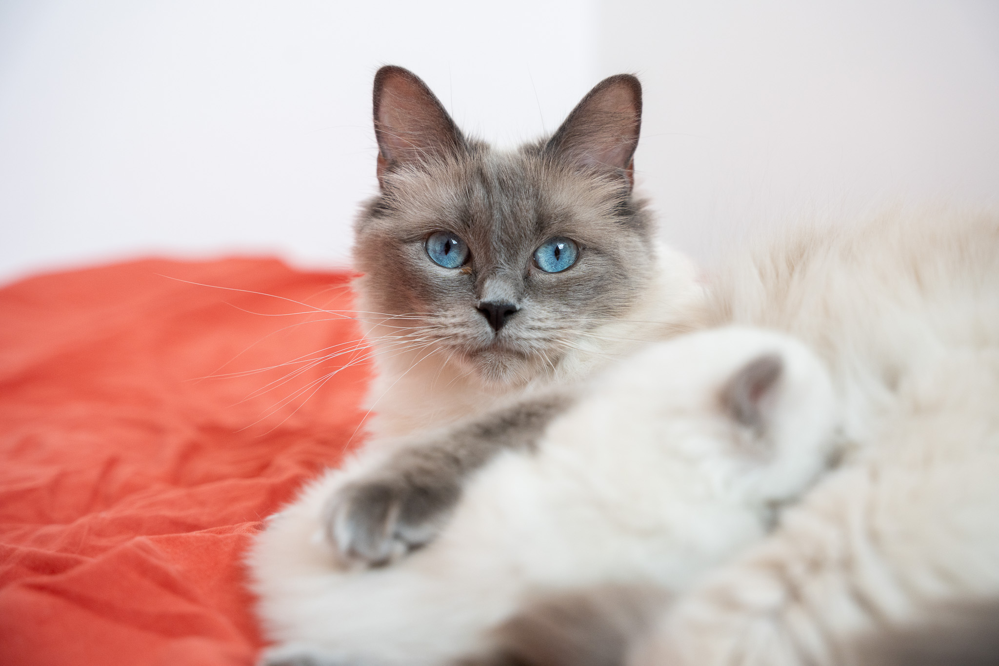 Création de site internet pour éleveur félin (chats Ragdoll, British, Maine Coon) — WebAnimalier