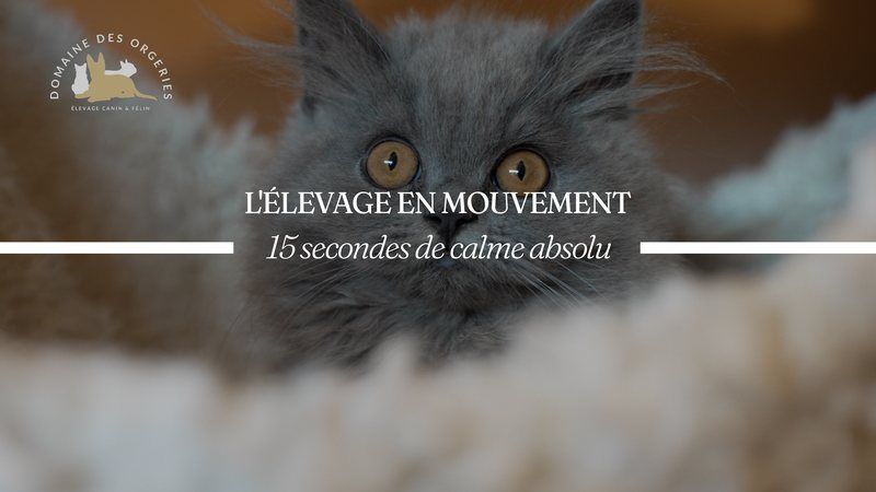 La vie au Domaine — 15 secondes de calme absolu