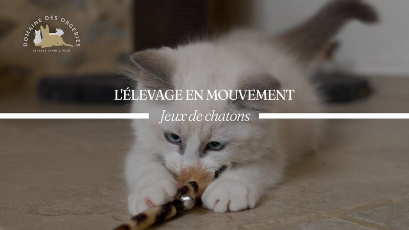 La vie au Domaine — Jeux de chatons